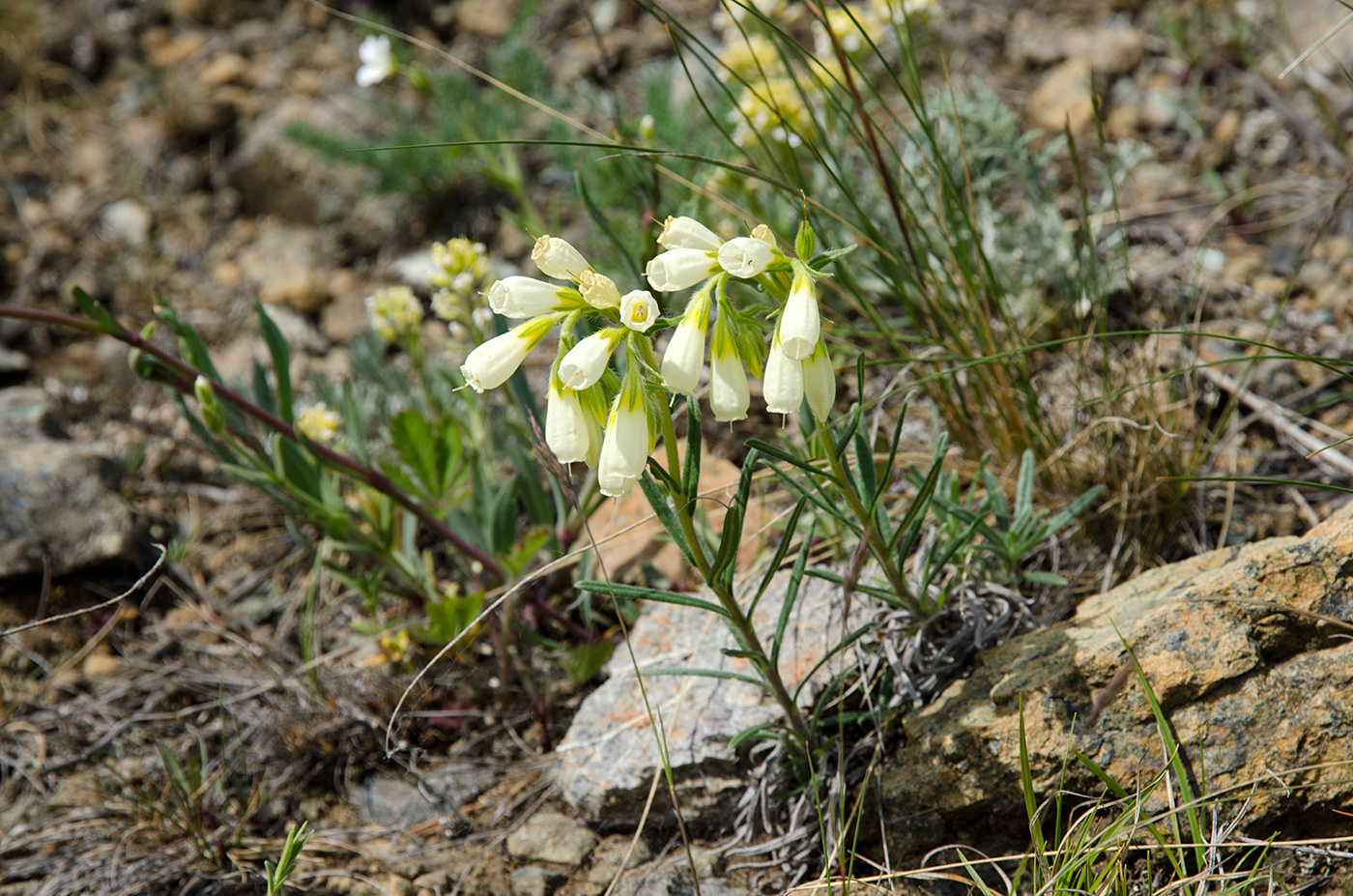 Image of Onosma simplicissima specimen.