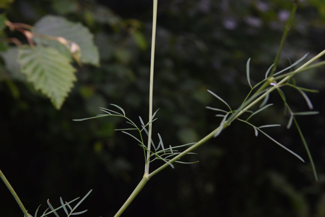 Image of familia Apiaceae specimen.