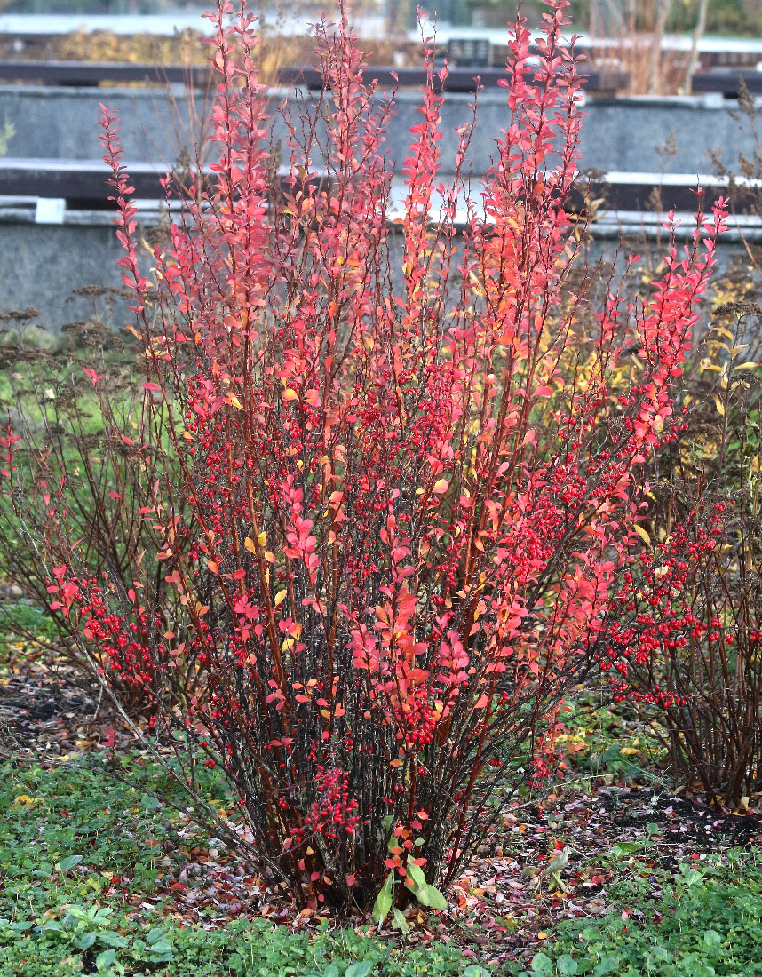 Image of Berberis thunbergii specimen.