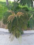 Albizia julibrissin