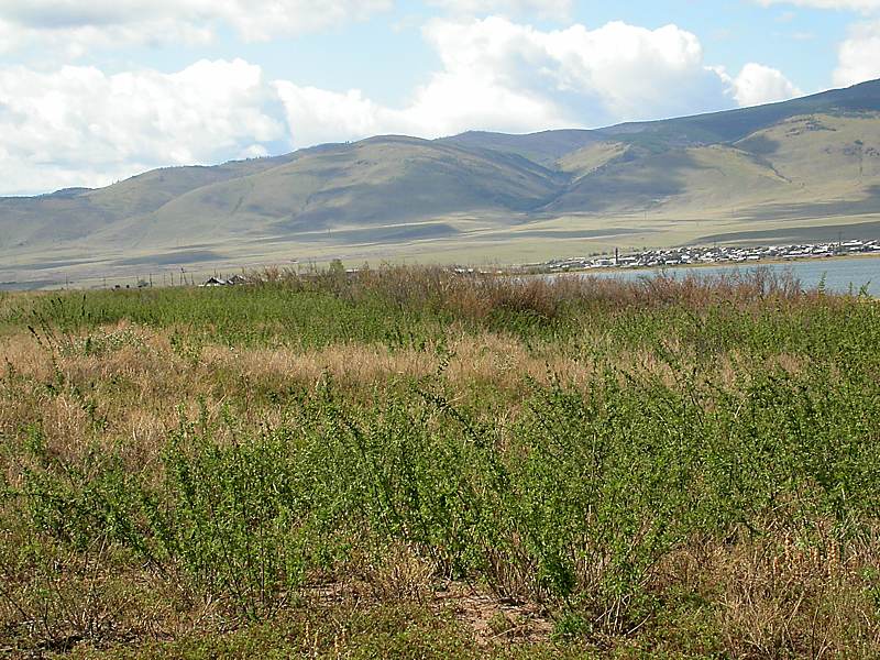 Изображение особи Urtica cannabina.