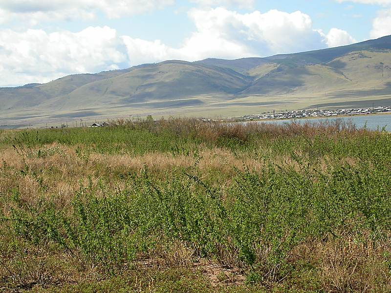 Image of Urtica cannabina specimen.