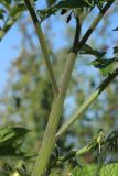 Lycopersicon esculentum