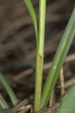Carex cuspidata