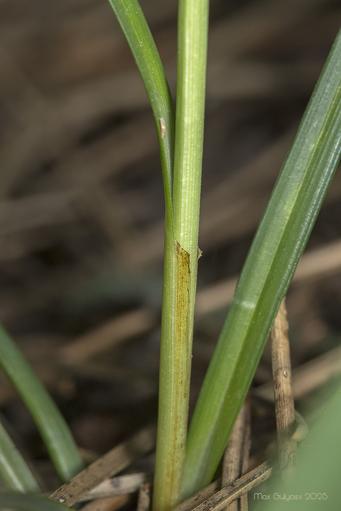 Изображение особи Carex cuspidata.