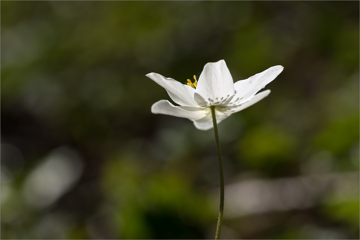 Image of Anemone nemorosa specimen.