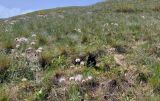 Pulsatilla pratensis. Плодоносящие и отцветающие растения на степном склоне. Волгоградская обл., окр. г. Волгограда, Советский р-н, верховья балки Хохлатская. 08.05.2022.