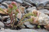 Sedum tenellum. Цветущее растение. Карачаево-Черкесия, Домбай, гора Мусса-Ачитара, 2800 м н.у.м., на каменистом склоне. 07.07.2015.