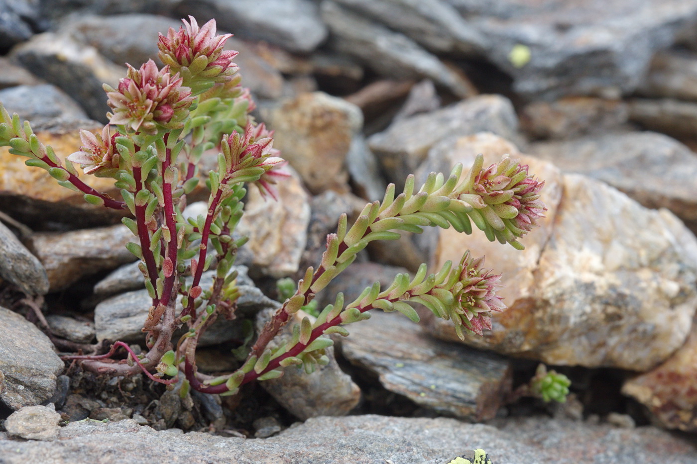 Изображение особи Sedum tenellum.