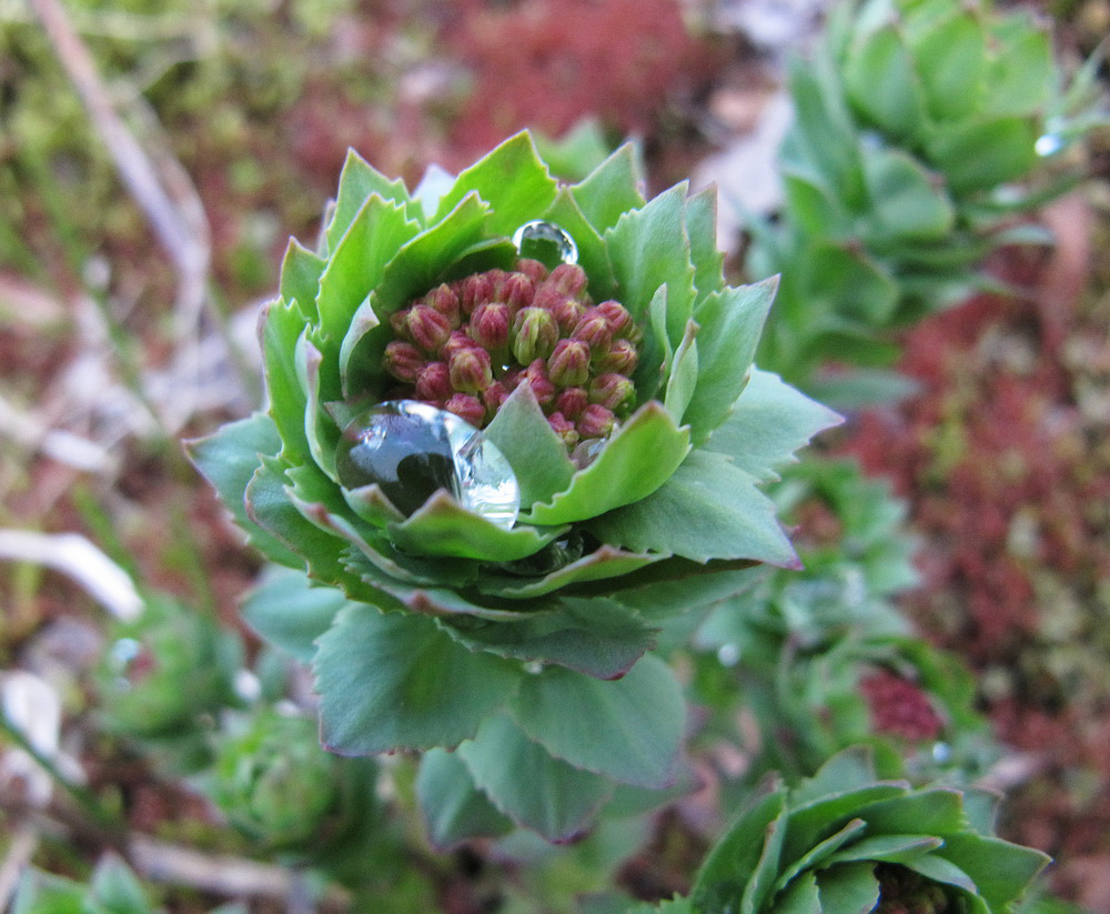 Image of Rhodiola rosea specimen.