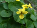 Viola biflora