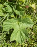 Heracleum asperum