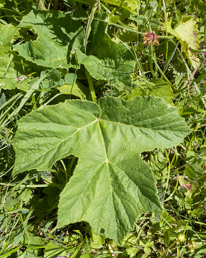 Image of Heracleum asperum specimen.