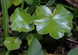 Hydrocotyle ranunculoides. Листья. Абхазия, Гальский р-н, окр. с. Оцарце, широколиственный лес. 11.06.2025.