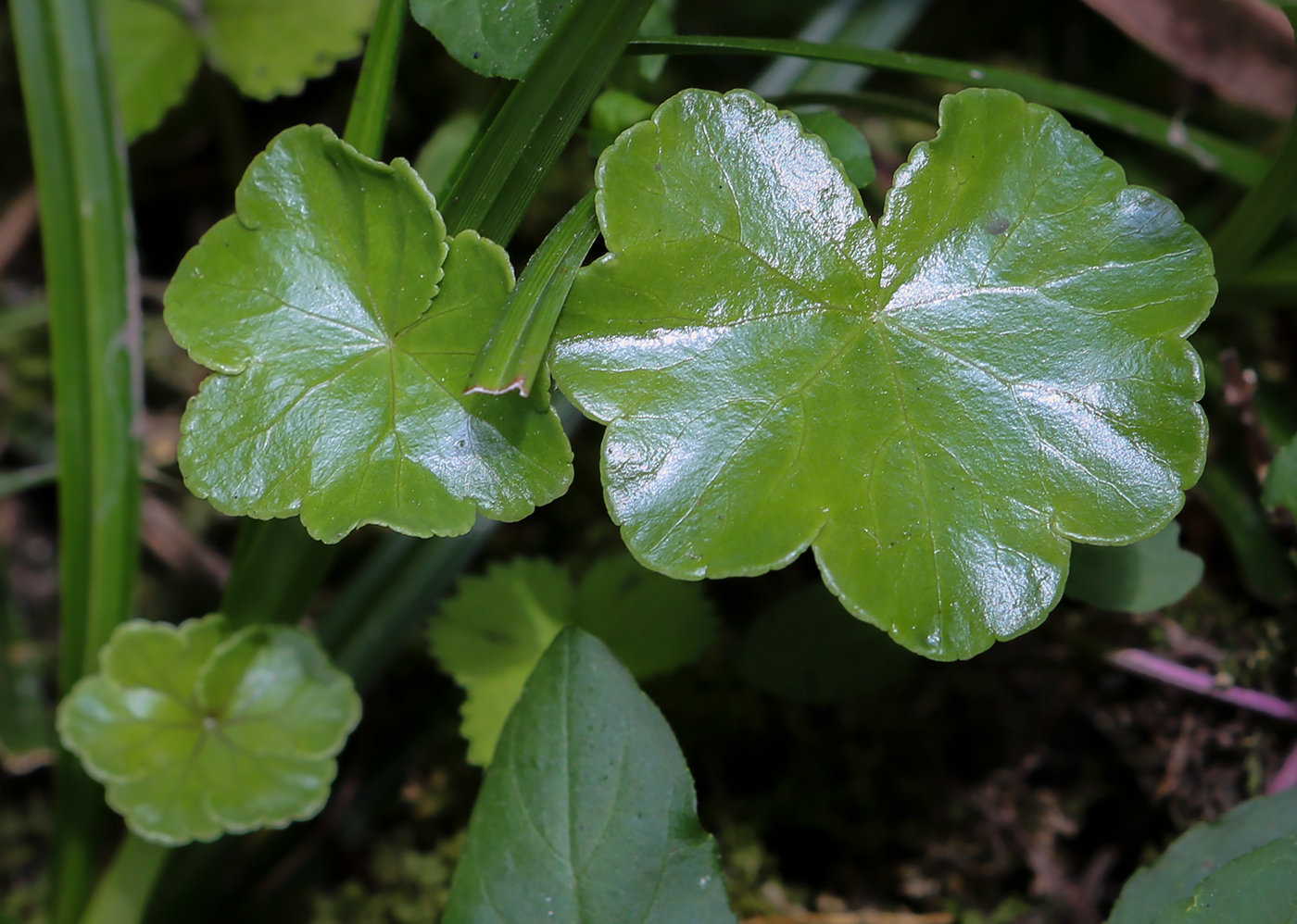 Image of Hydrocotyle ranunculoides specimen.