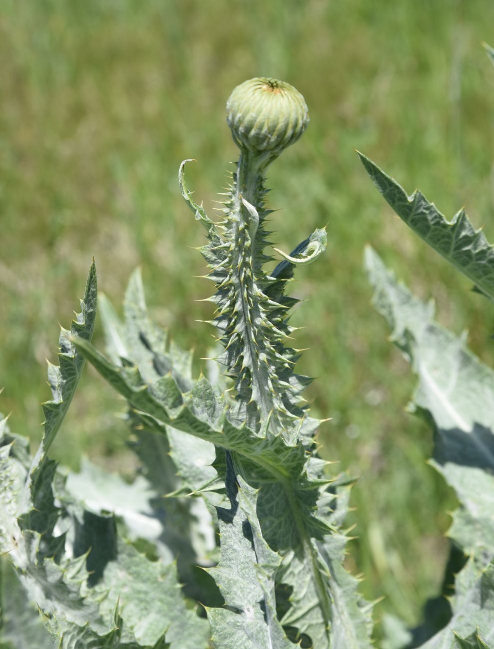 Image of Unknown species specimen.