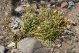 Senecio paulsenii