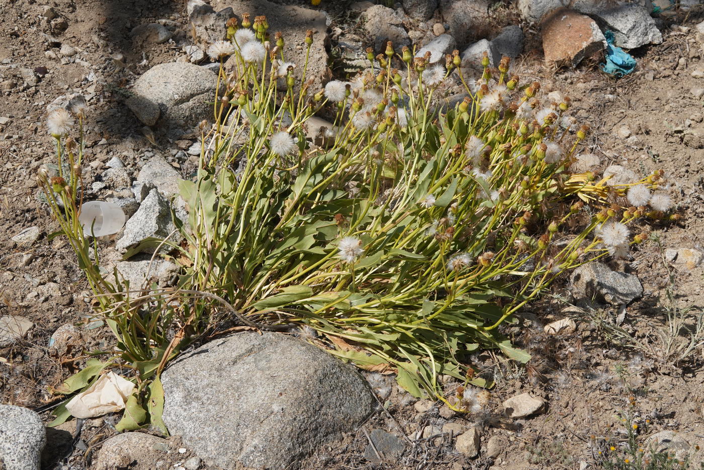 Изображение особи Senecio paulsenii.