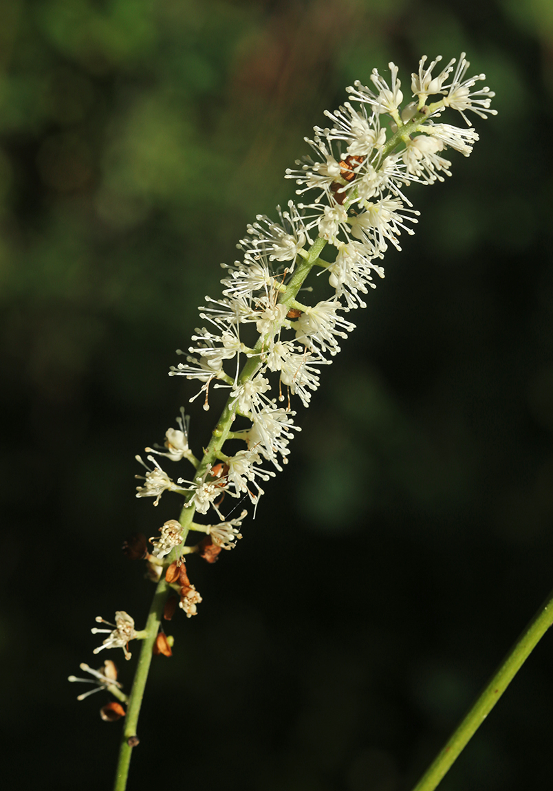 Image of Cimicifuga heracleifolia specimen.