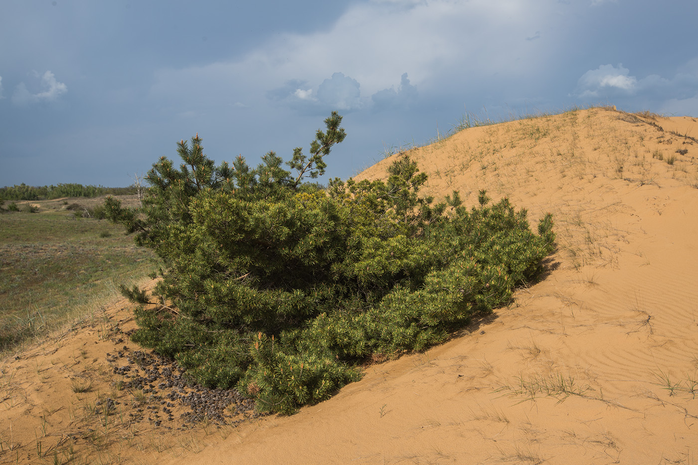 Image of Pinus sylvestris specimen.