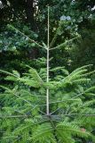 Abies alba