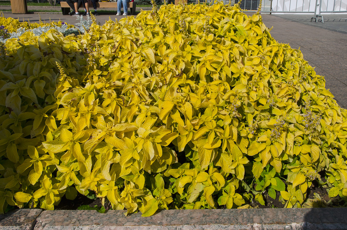 Image of Coleus scutellarioides specimen.