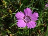 View full-size image Dianthus chinensis