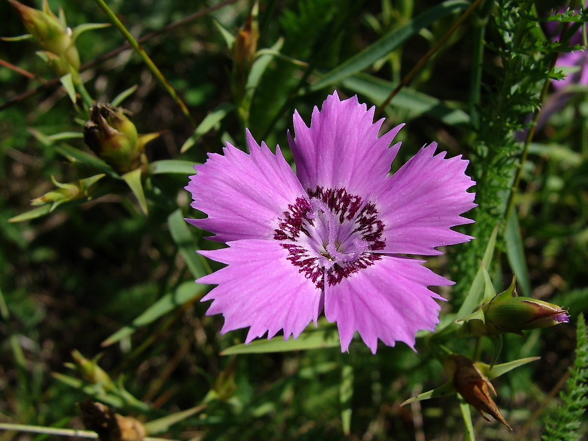 Image of Dianthus chinensis specimen.