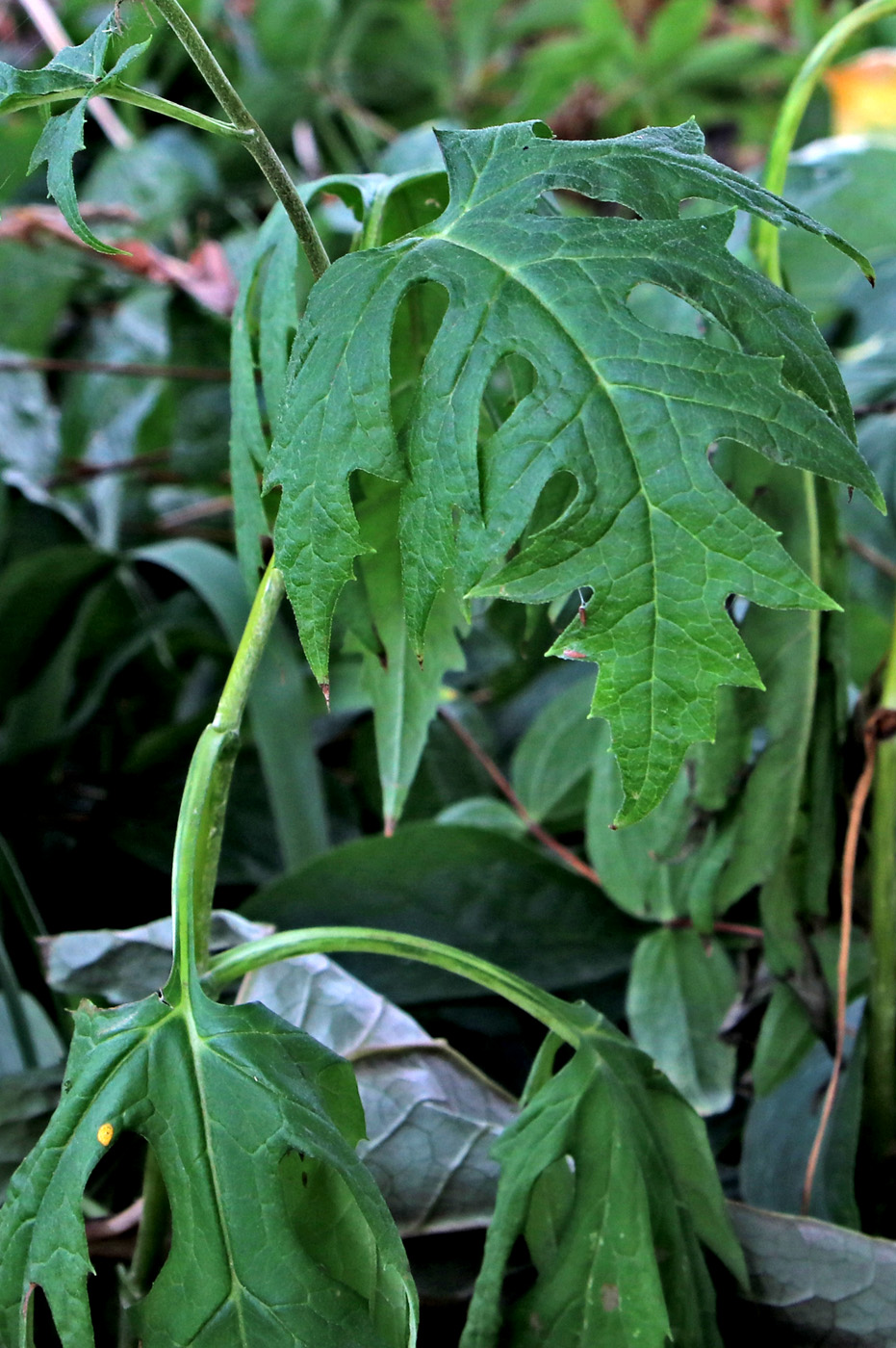 Изображение особи Sinacalia tangutica.