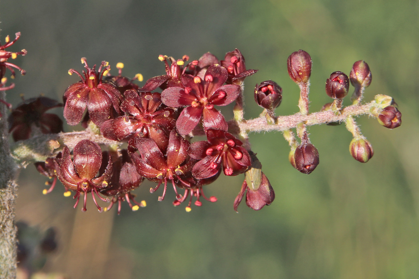 Изображение особи Veratrum nigrum.