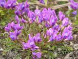 genus Oxytropis. Цветущее растение. Камчатский край, Мильковский р-н, Ганальский хр., северное подножие вулкана Бакенинг, восточный склон пер. Майский, ≈ 1090 м н.у.м., горная тундра. 30.06.2025.