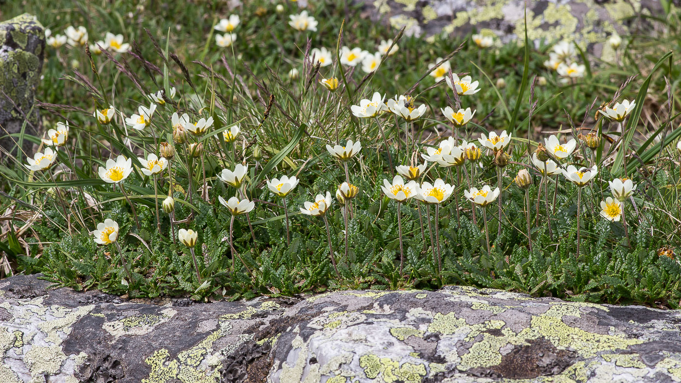 Image of Dryas octopetala ssp. subincisa specimen.