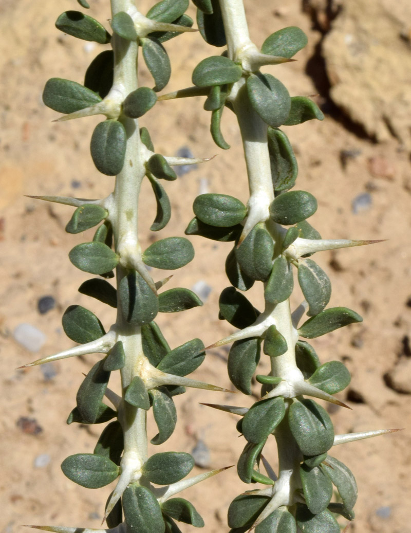 Image of Lycium ruthenicum specimen.
