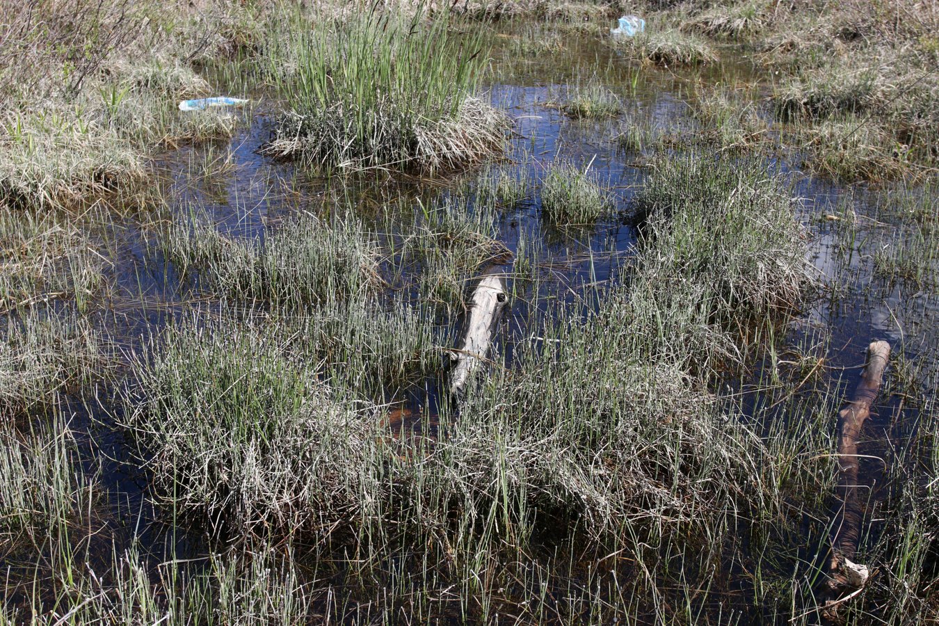 Изображение особи Equisetum variegatum.