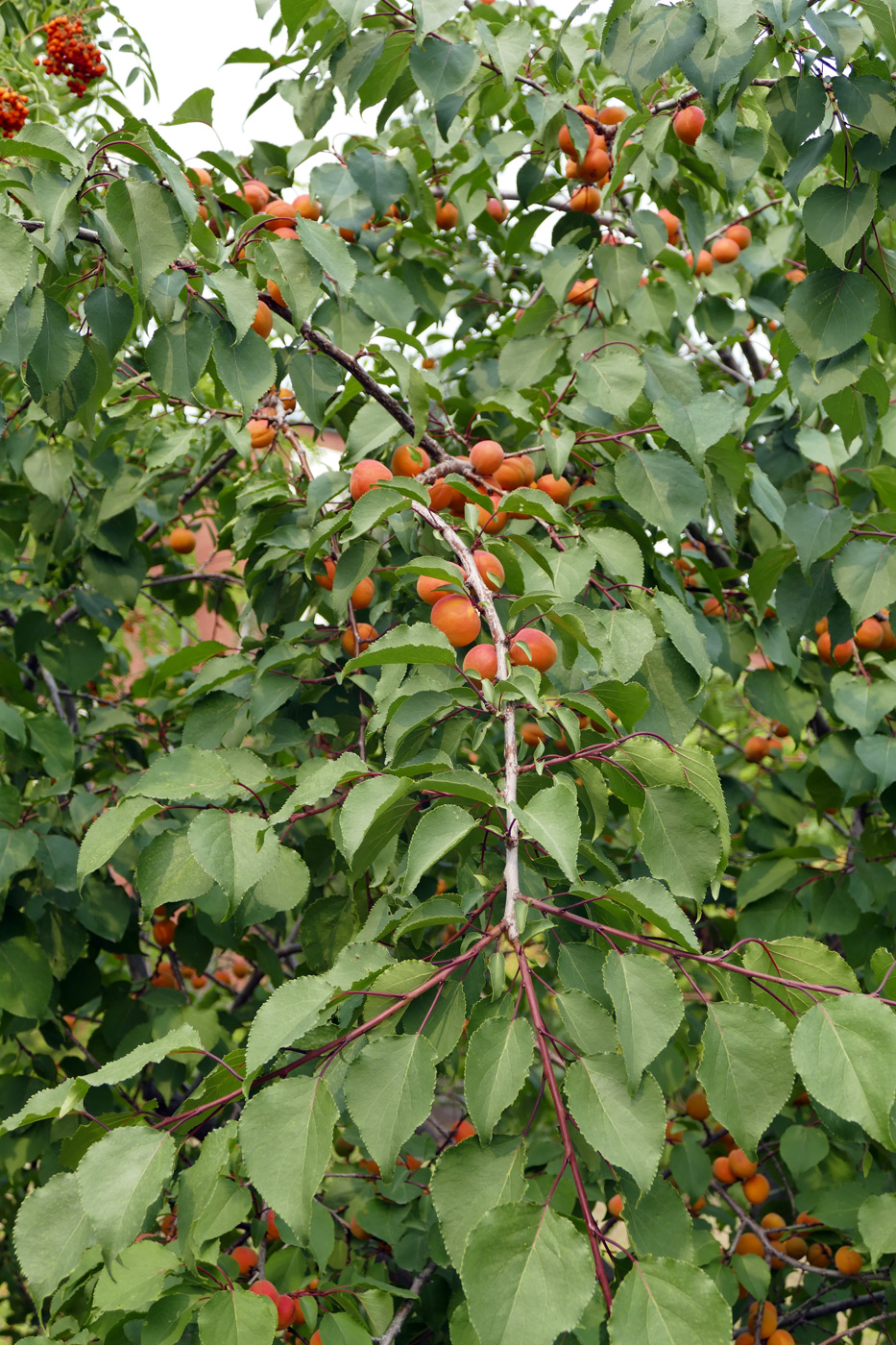 Изображение особи Armeniaca vulgaris.