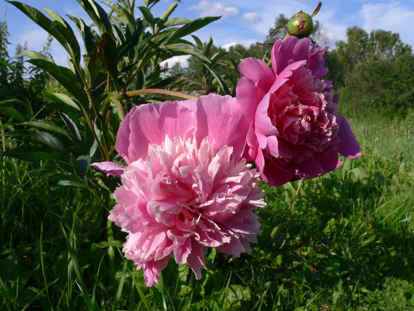 Image of Paeonia lactiflora specimen.
