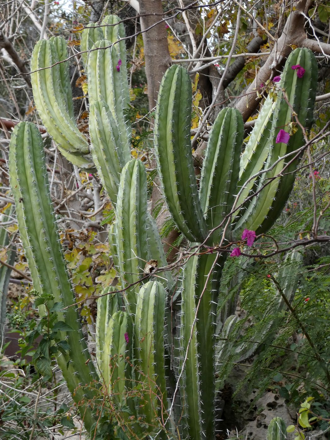 Image of familia Cactaceae specimen.