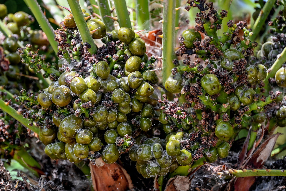 Image of Chamaerops humilis specimen.