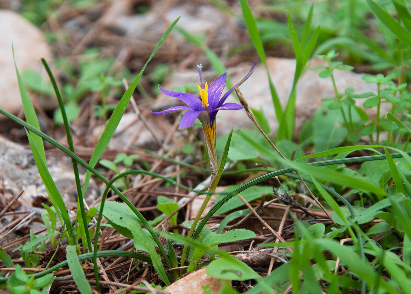 Image of Romulea tempskyana specimen.
