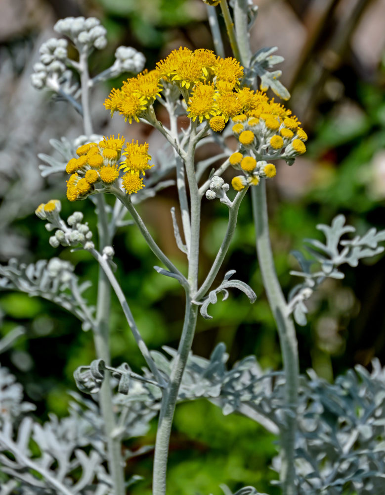Изображение особи Senecio cineraria.