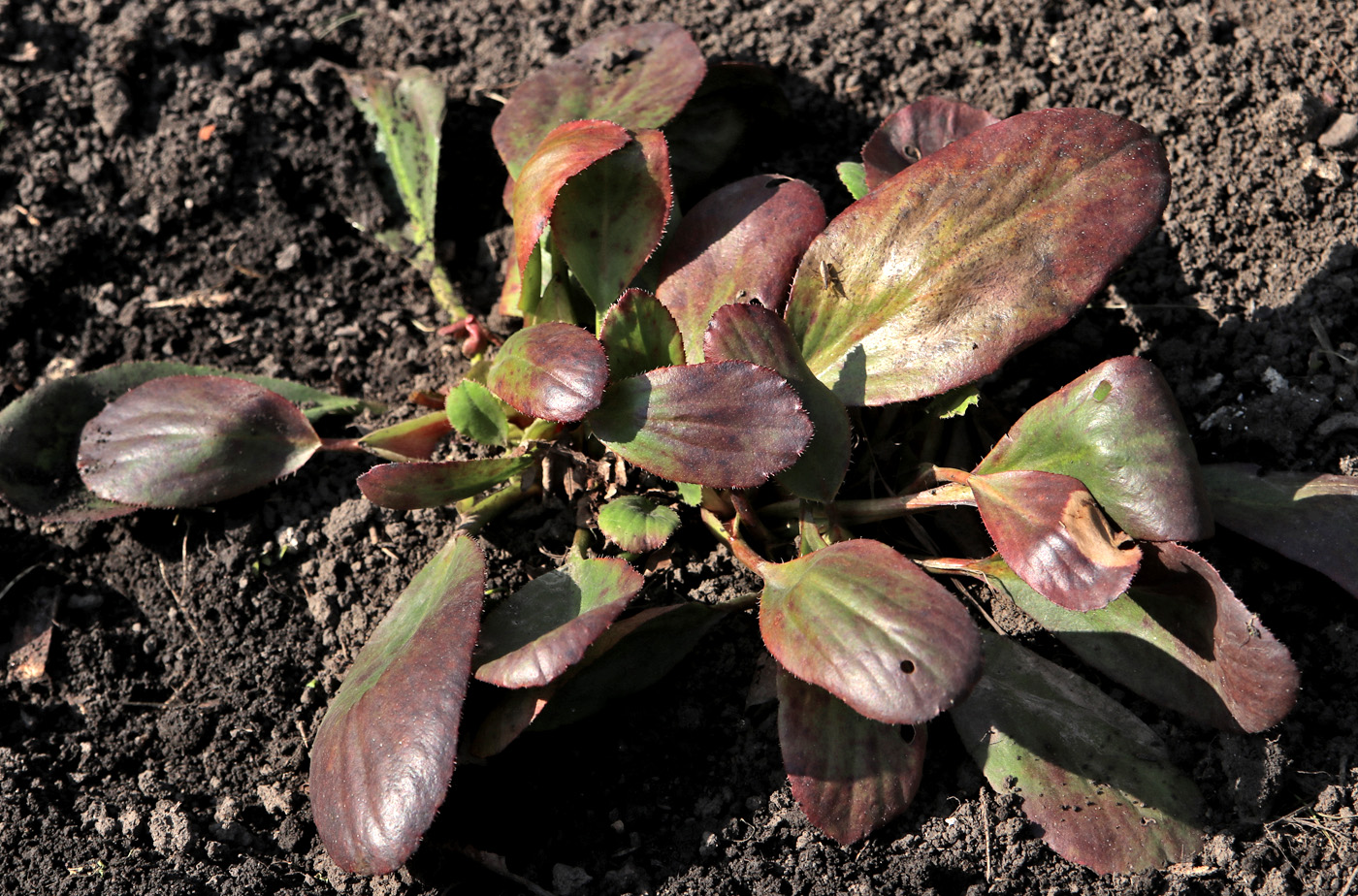 Image of Bergenia hissarica specimen.