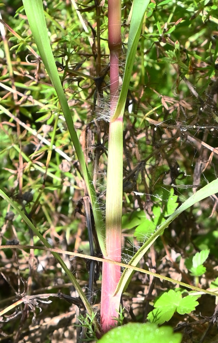 Изображение особи Setaria viridis.