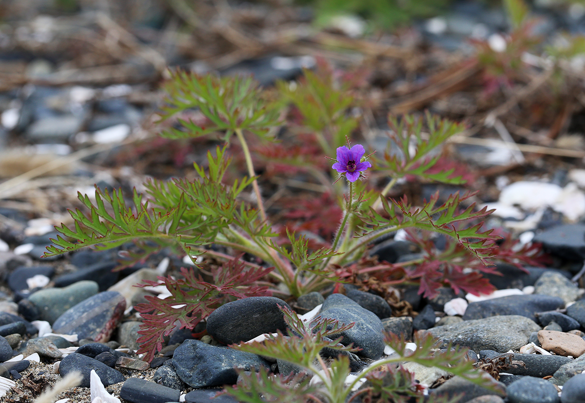 Изображение особи Erodium stephanianum.