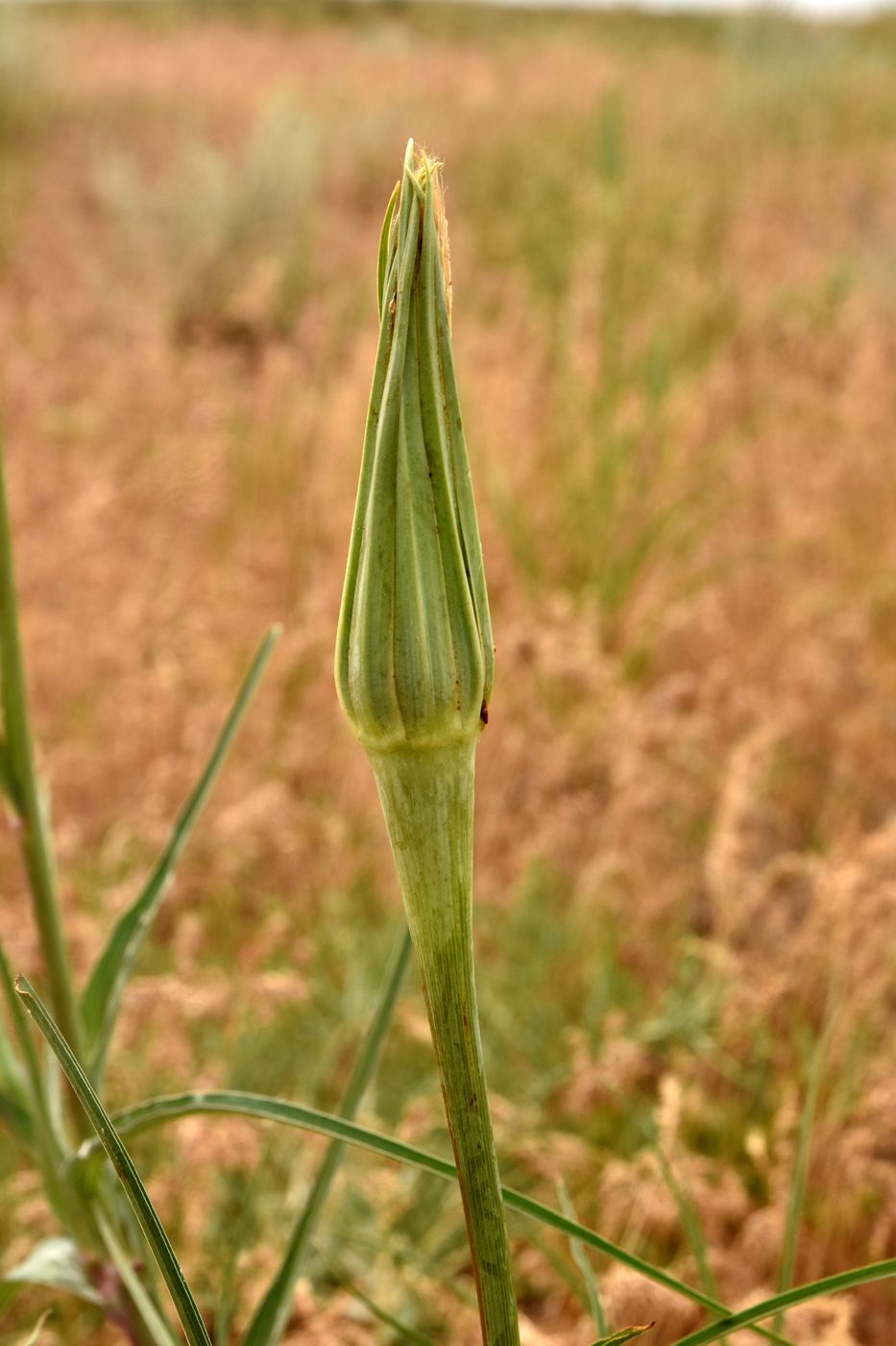 Image of Tragopogon dubius specimen.