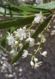 Asparagus falcatus. Соцветия с цветками и бутонами и верхушка листа. Испания, Каталония, пров. Жирона, комарка Баш Эмпорда, муниципалитет Калонже, озеленение частного двора. 12.06.2026.