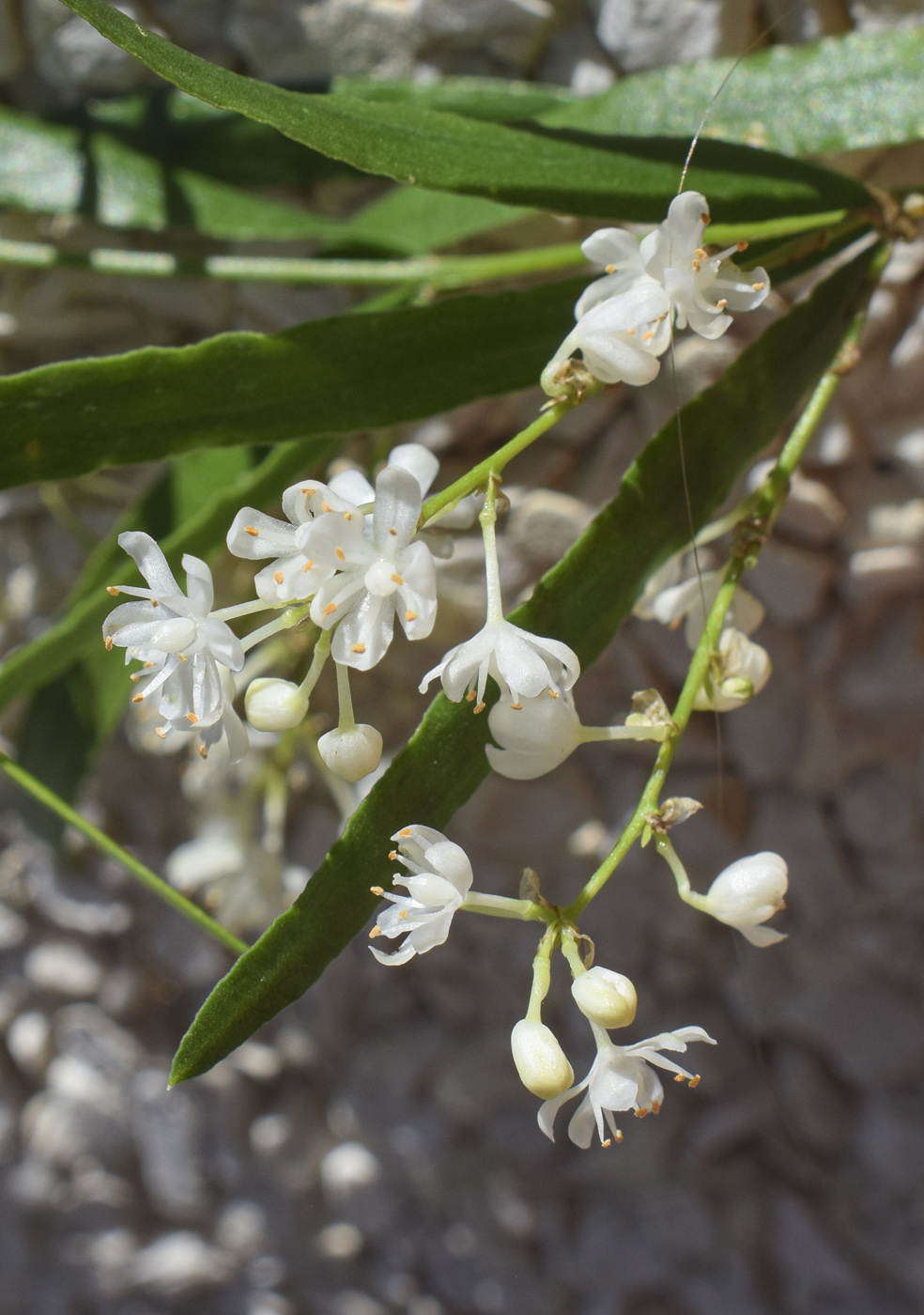 Image of Asparagus falcatus specimen.