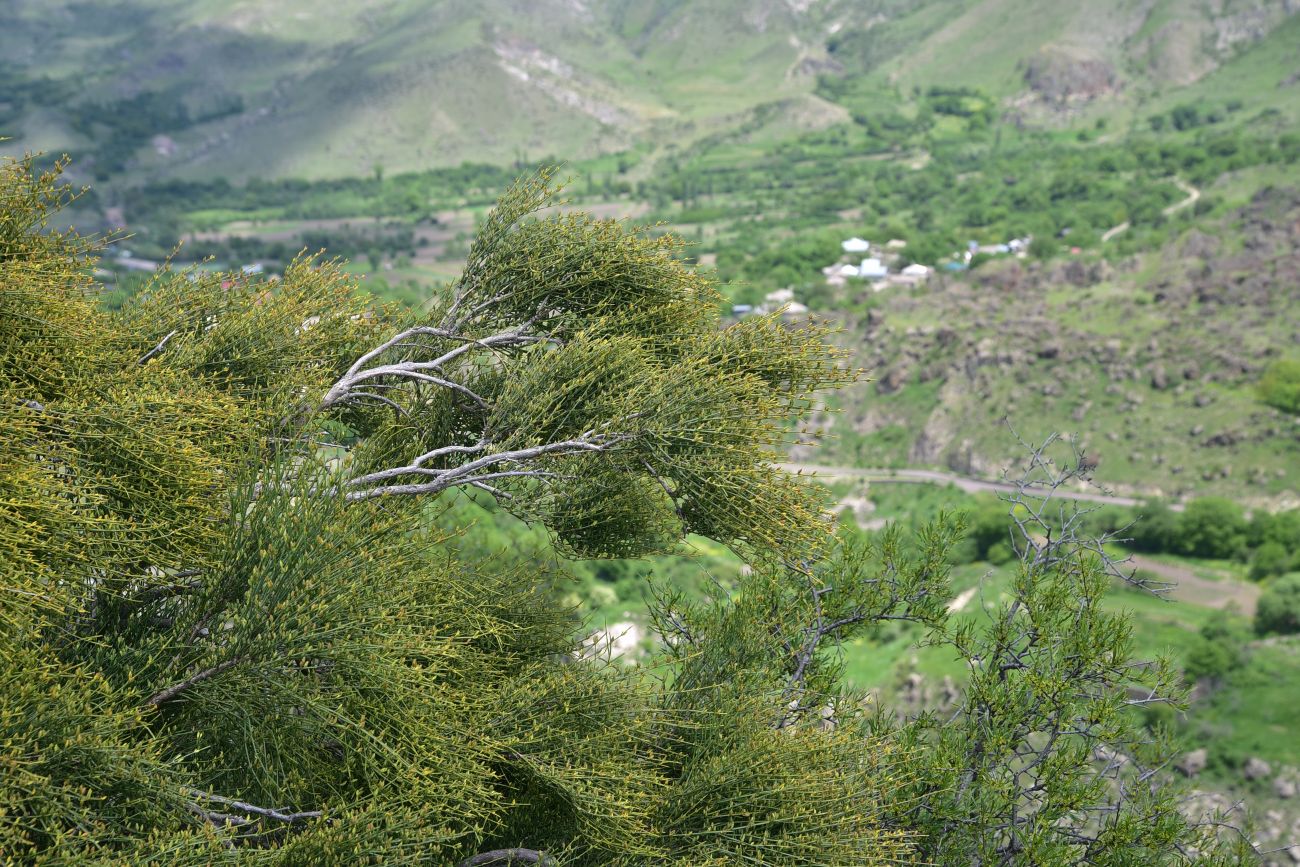 Image of Ephedra procera specimen.