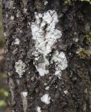 division Ascomycota