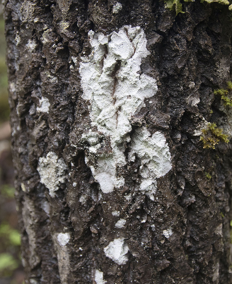 Image of division Ascomycota specimen.