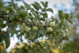 Malus domestica. Верхушка ветви с созревающими плодами. Беларусь, Брестская обл., Каменецкий р-н, дер. Бобинка, территория агроусадьбы, в культуре. 30.06.2026.